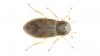 Helophorus minutus